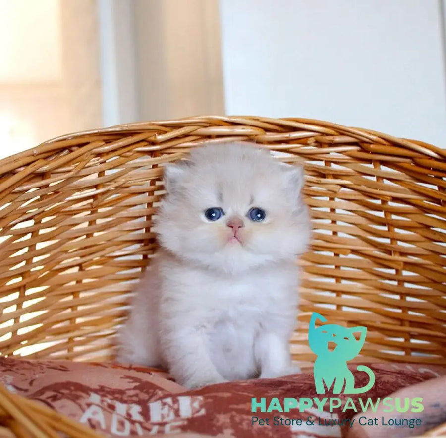 Miki British Longhair male blue golden chinchilla - live animals