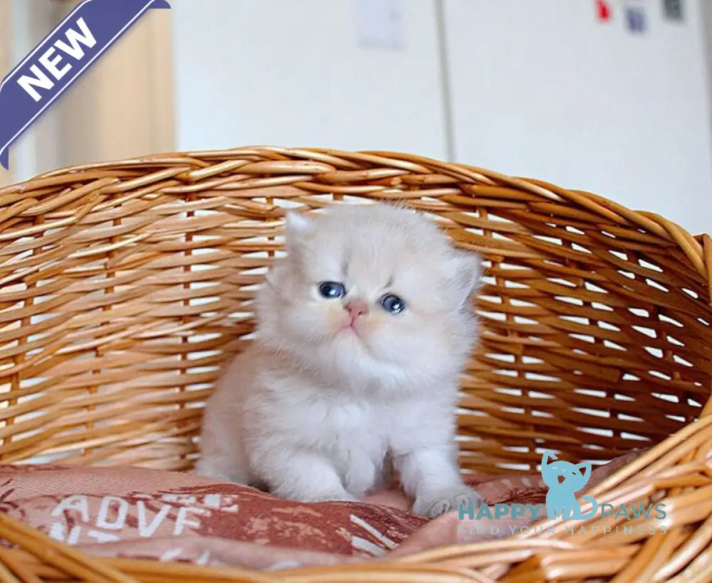 Miki British Longhair male blue golden chinchilla - live animals