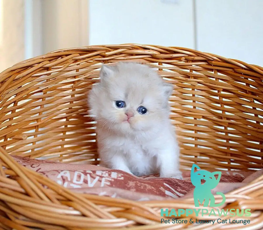 Miki British Longhair male blue golden chinchilla - live animals