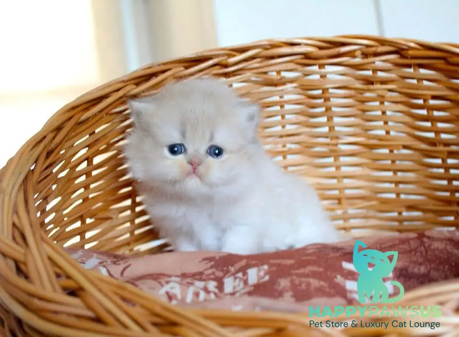 Miki British Longhair male blue golden chinchilla - live animals