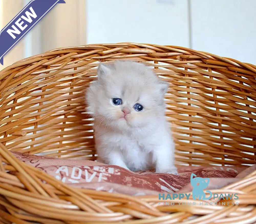 Miki British Longhair male blue golden chinchilla - live animals