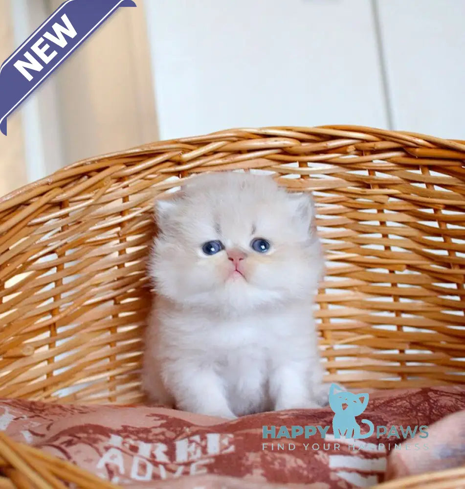 Miki British Longhair male blue golden chinchilla - live animals