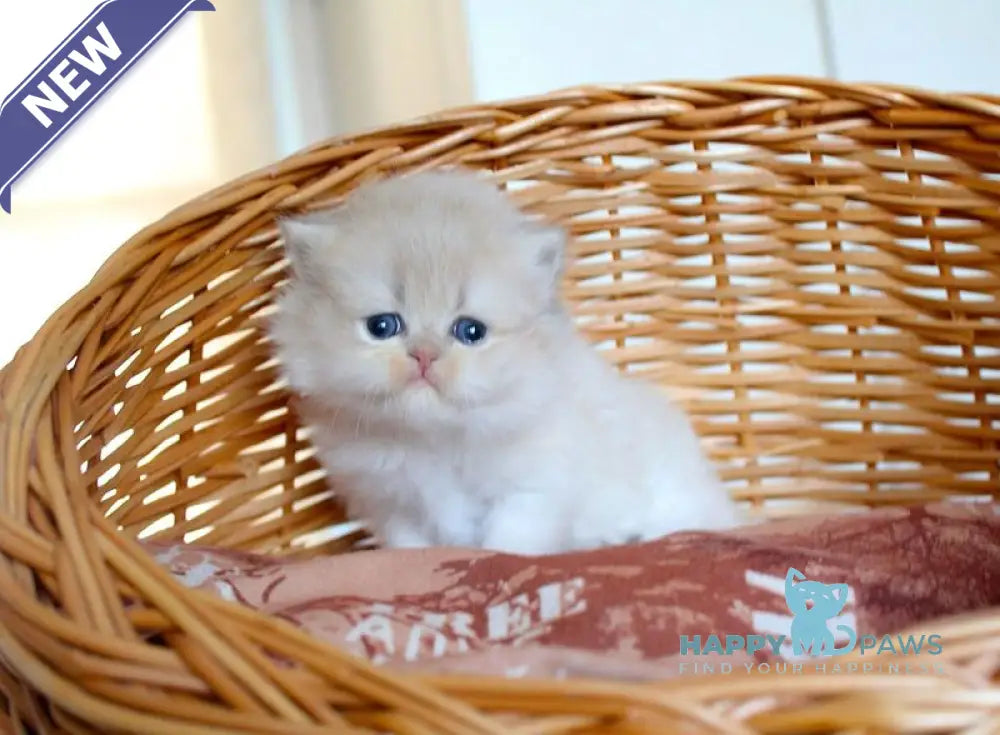 Miki British Longhair male blue golden chinchilla - live animals