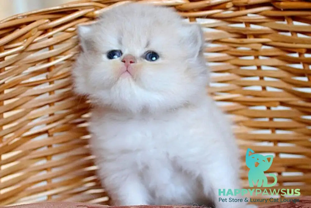 Miki British Longhair male blue golden chinchilla - live animals