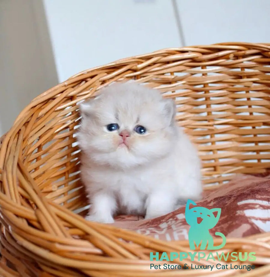 Miki British Longhair male blue golden chinchilla - live animals