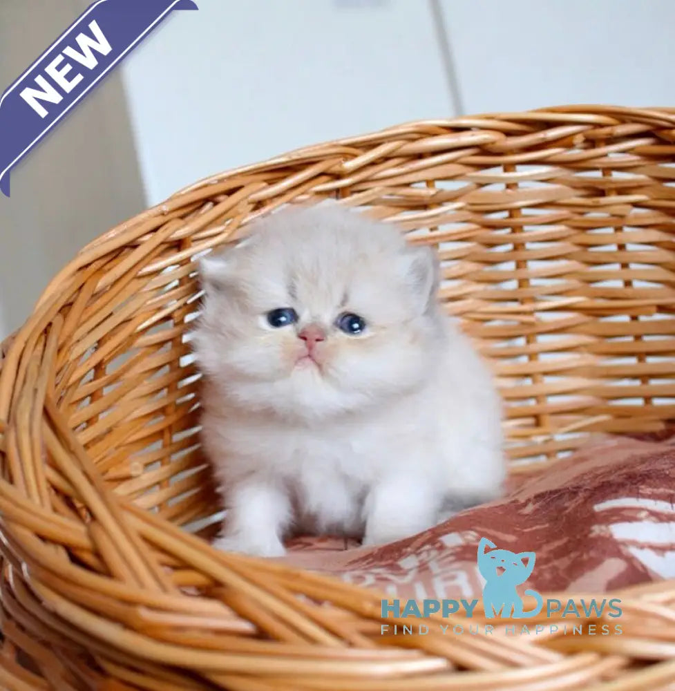 Miki British Longhair male blue golden chinchilla - live animals
