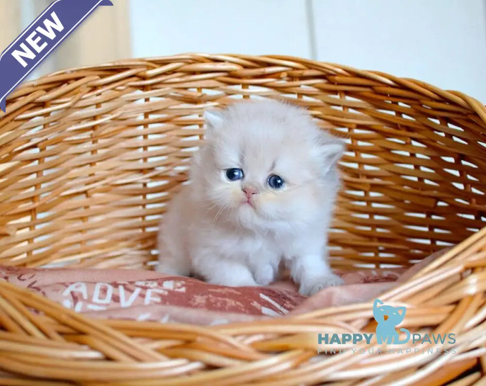 Miki British Longhair male blue golden chinchilla - live animals