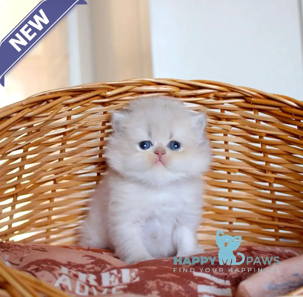 Miki British Longhair male blue golden chinchilla - live animals