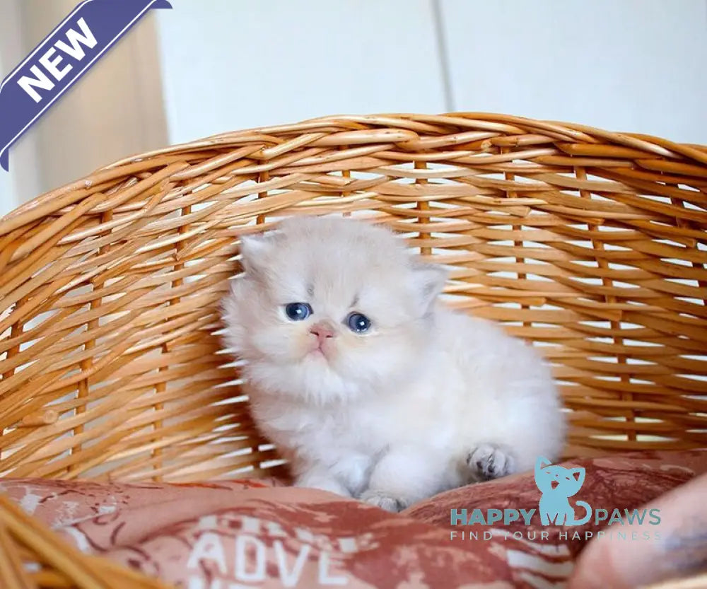 Miki British Longhair male blue golden chinchilla - live animals