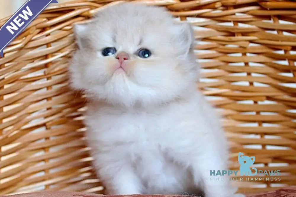 Miki British Longhair male blue golden chinchilla - live animals