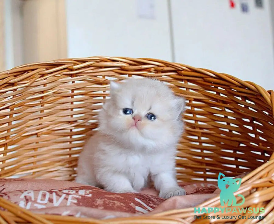 Miki British Longhair male blue golden chinchilla - live animals