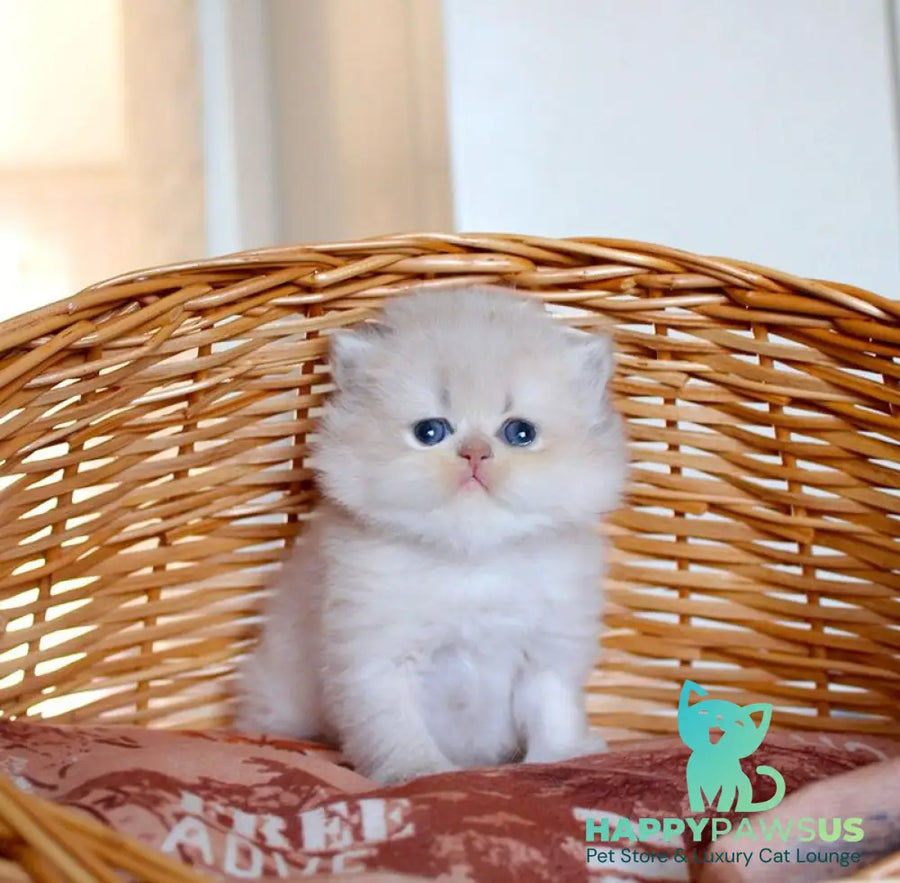 Miki British Longhair male blue golden chinchilla - live animals