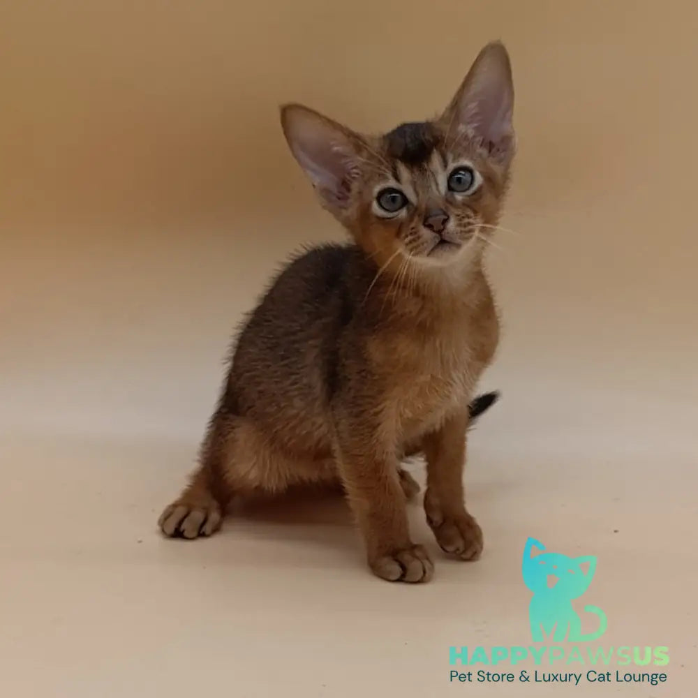 Mikkel Abyssinian male black - live animals
