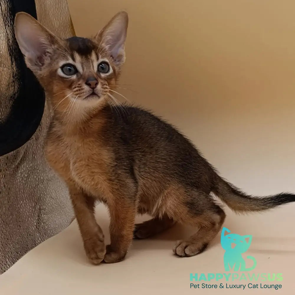 Mikkel Abyssinian male black - live animals