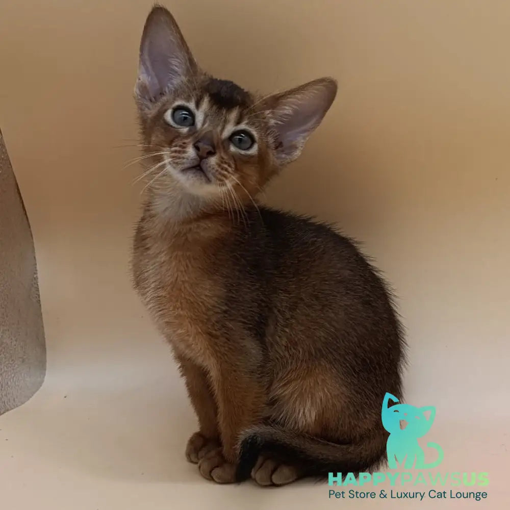 Mikkel Abyssinian male black - live animals
