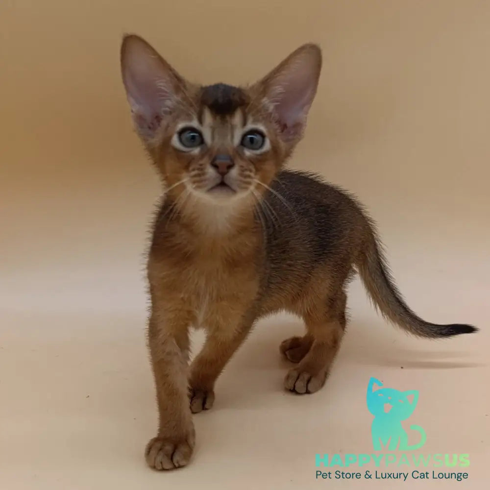 Mikkel Abyssinian male black - live animals