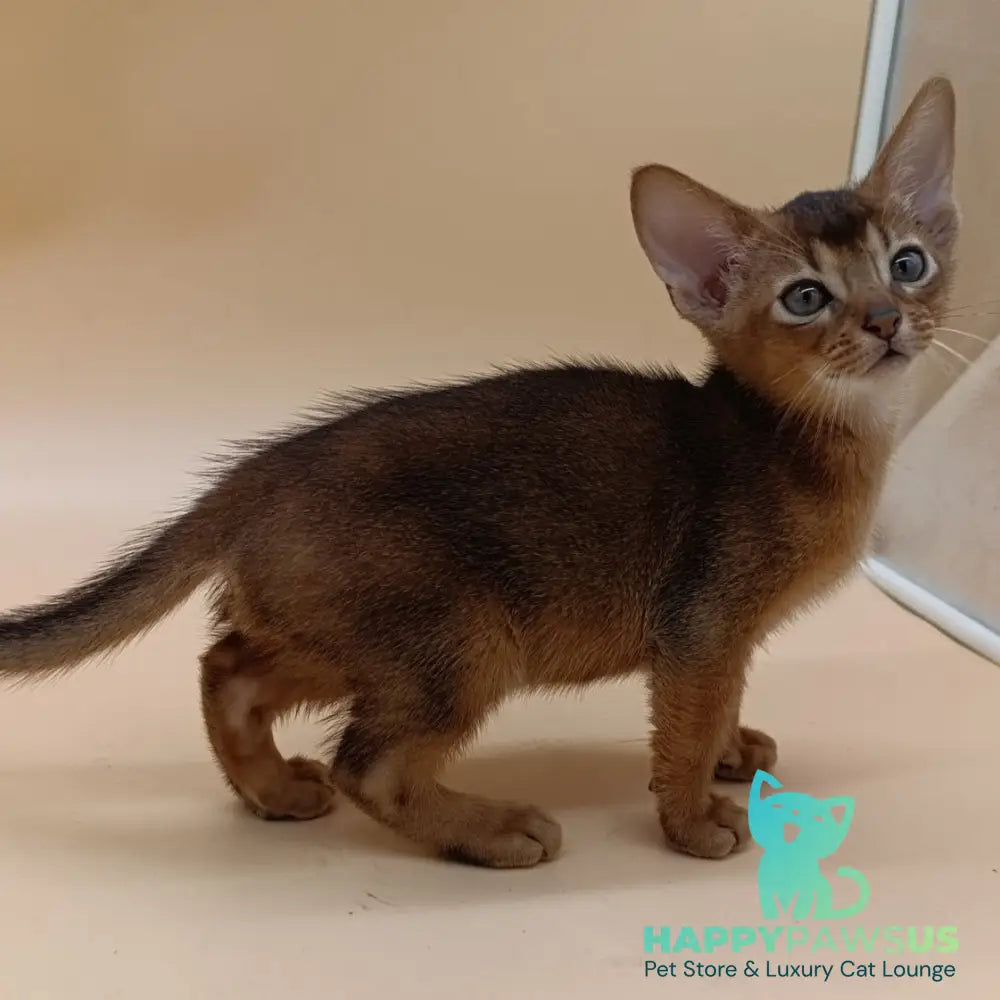 Mikkel Abyssinian male black - live animals