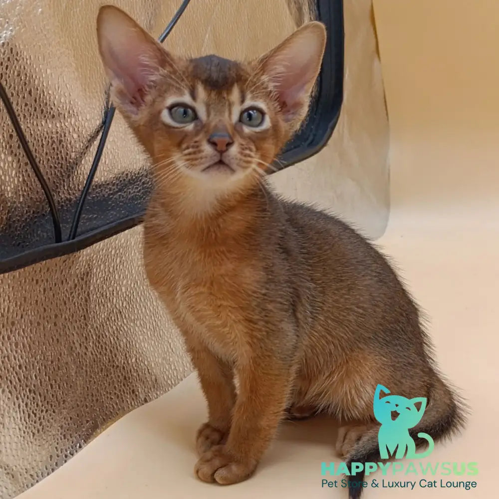 Mikkel Abyssinian male black - live animals