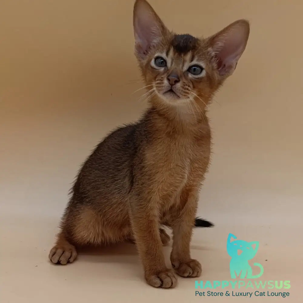 Mikkel Abyssinian male black - live animals