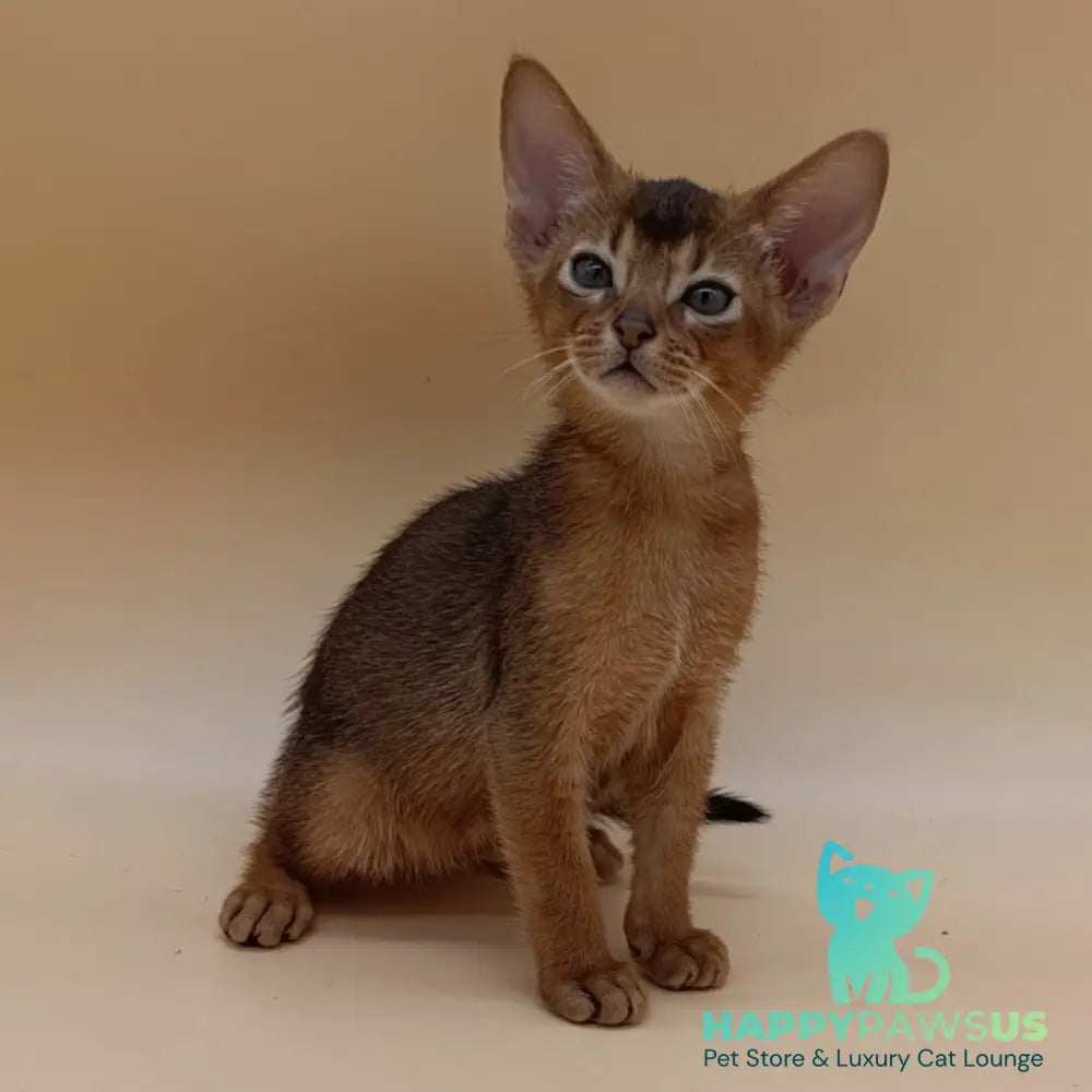 Mikkel Abyssinian male ruddy - live animals