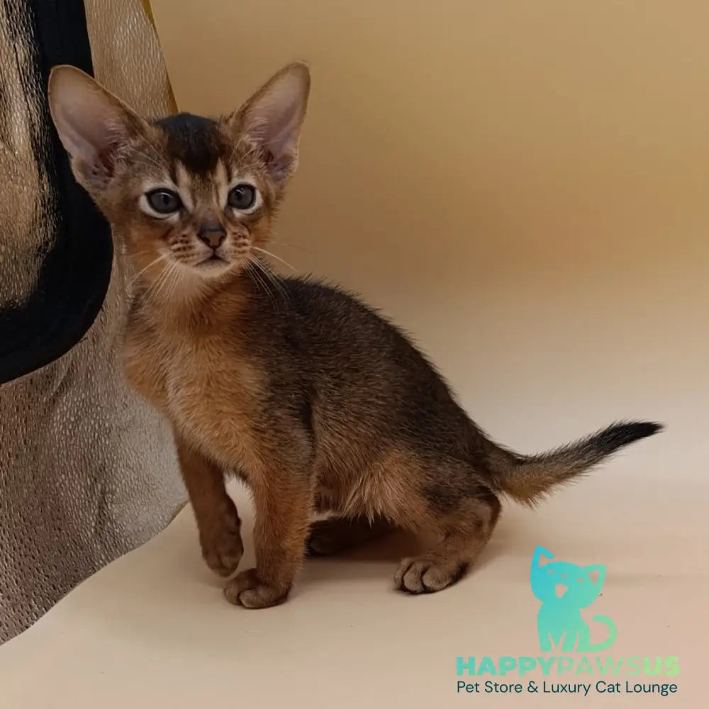 Mikkel Abyssinian male ruddy - live animals