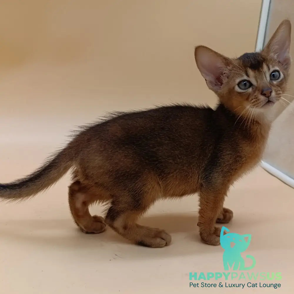 Mikkel Abyssinian male ruddy - live animals