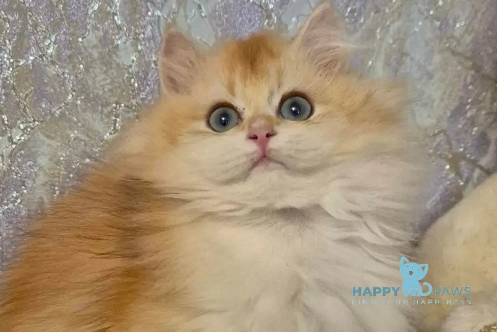 Mikki British Longhair female black golden chinchilla live animals