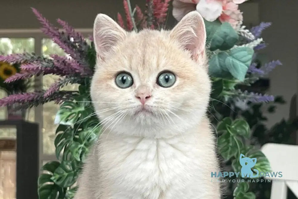 Mikki British Shorthair female blue golden chinchilla live animals
