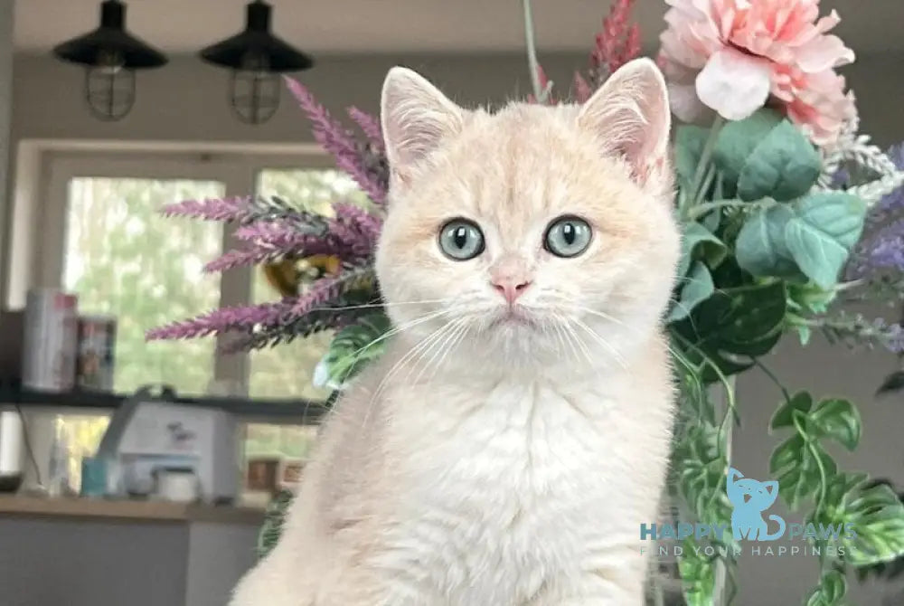 Mikki British Shorthair female blue golden chinchilla live animals