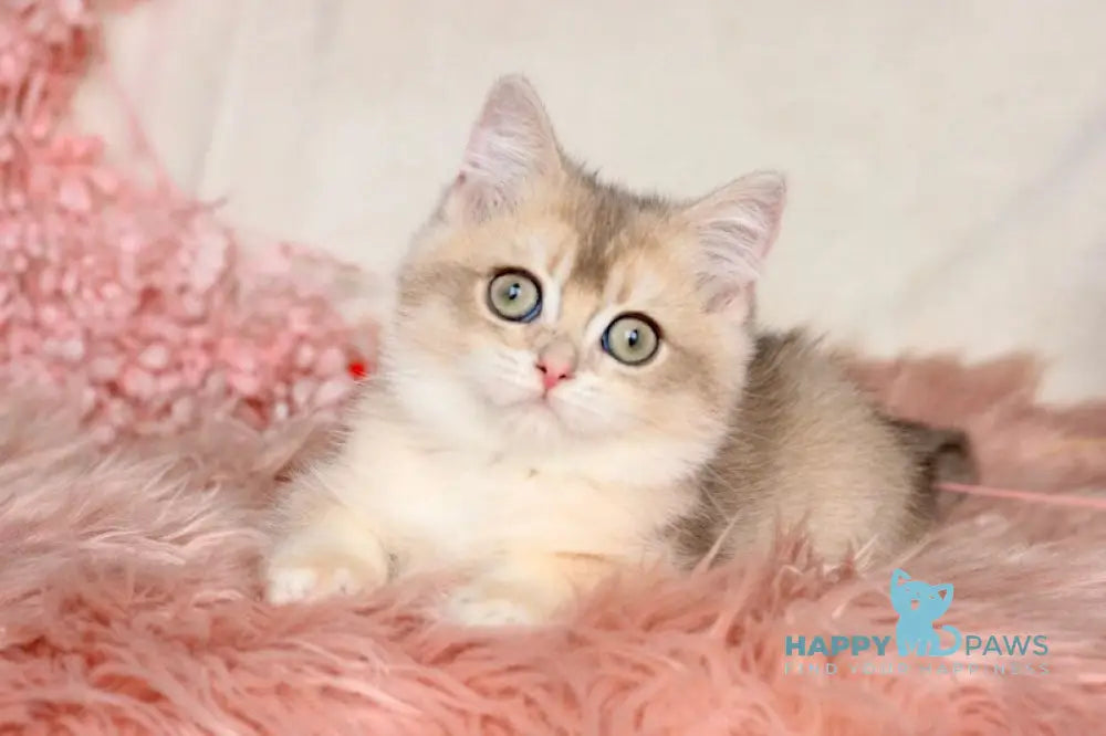 Mikki British Shorthair male blue golden shaded live animals