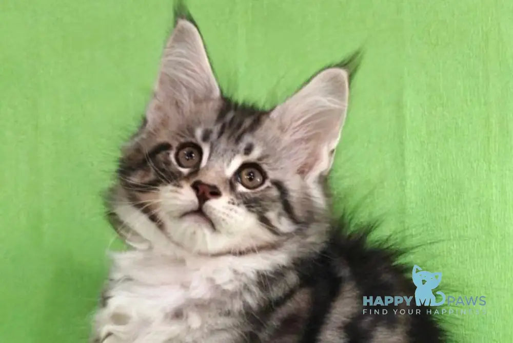 Mikki Maine Coon male black silver tabby with white live animals