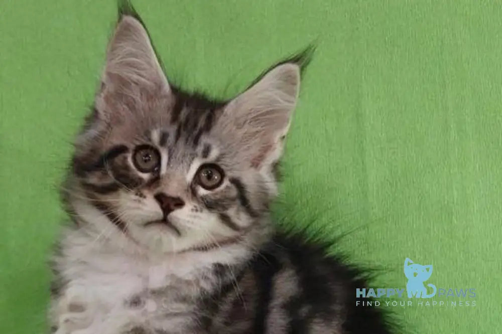 Mikki Maine Coon male black silver tabby with white live animals