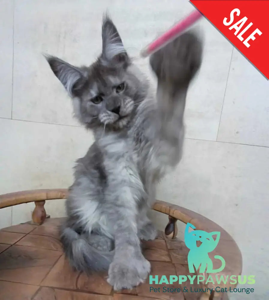 Mikki Maine Coon polydactyl male black silver - live animals