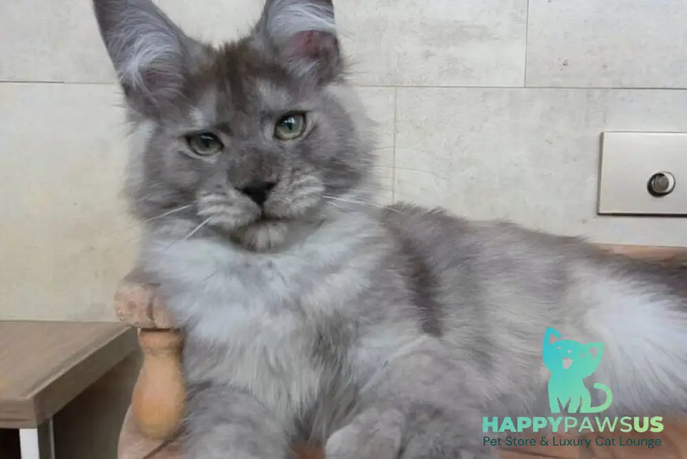 Mikki Maine Coon polydactyl male black silver - live animals