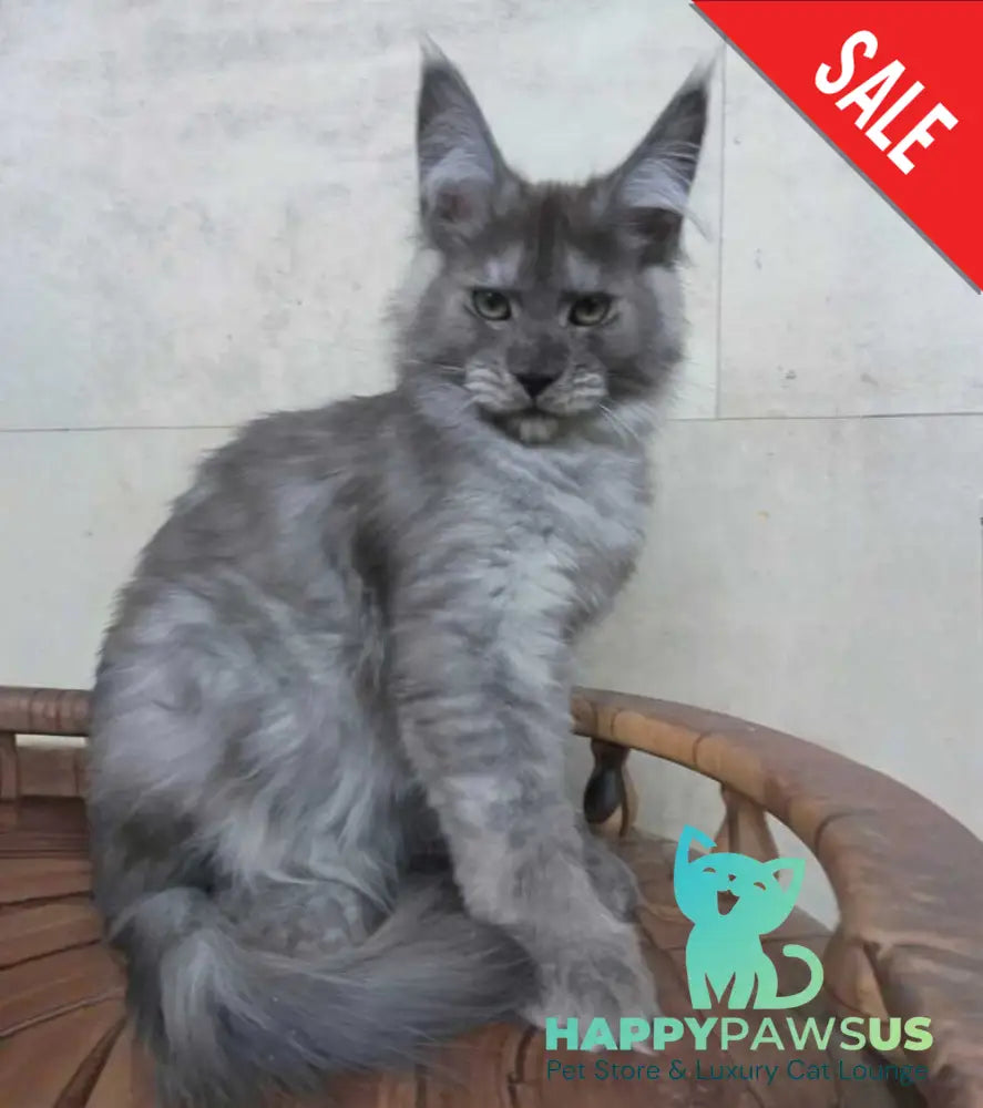Mikki Maine Coon polydactyl male black silver - live animals