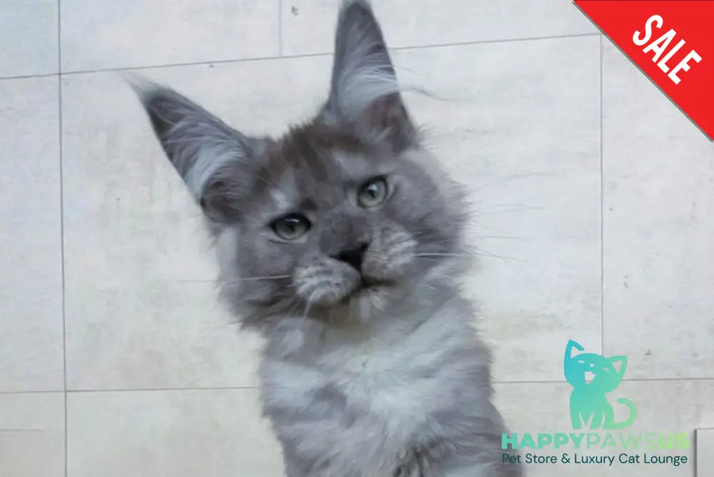 Mikki Maine Coon polydactyl male black silver - live animals