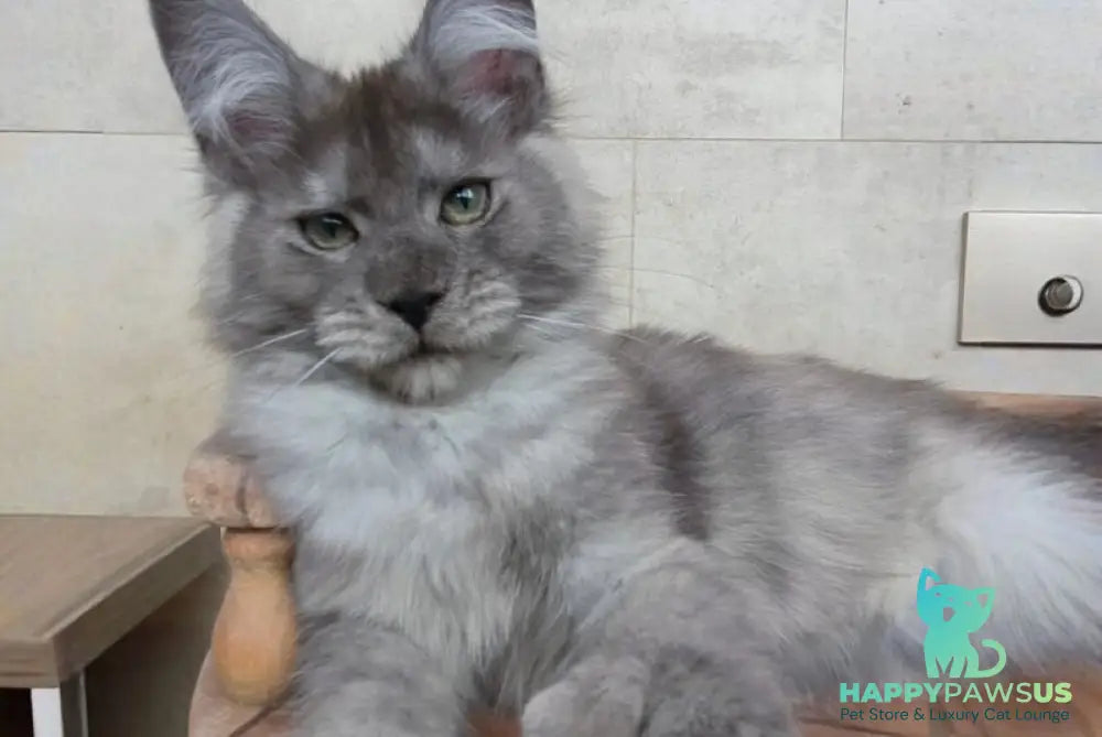 Mikki Maine Coon polydactyl male black silver - live animals