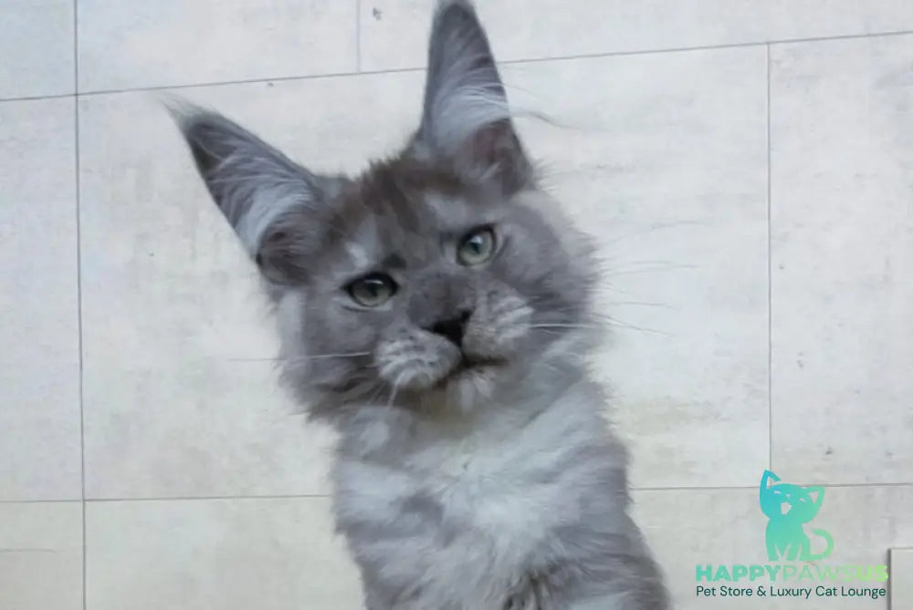 Mikki Maine Coon polydactyl male black silver - live animals