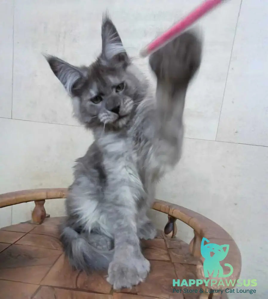 Mikki Maine Coon polydactyl male black silver - live animals