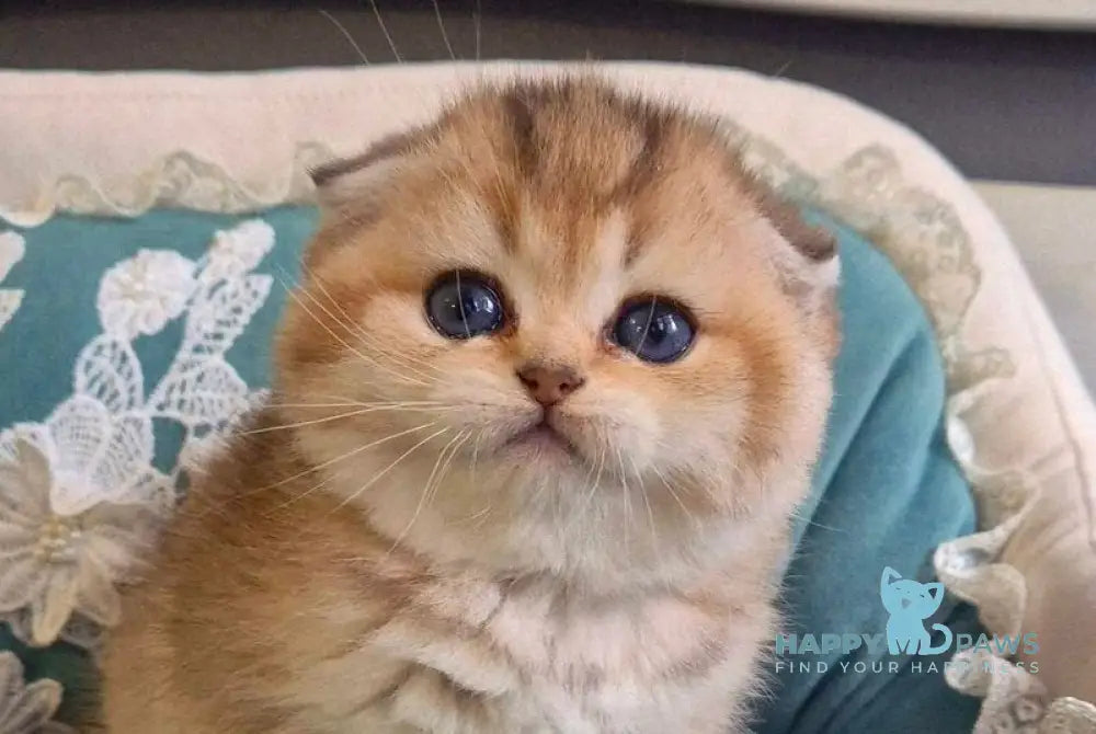 Mikkie Scottish Fold female black golden ticked tabby live animals