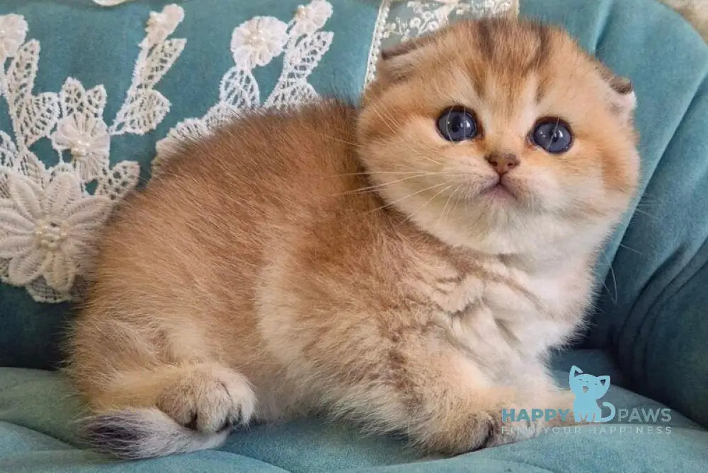 Mikkie Scottish Fold female black golden ticked tabby live animals