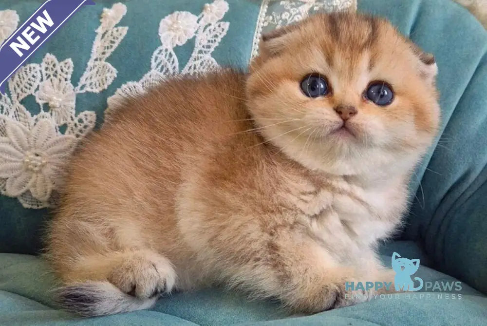 Mikkie Scottish Fold female black golden ticked tabby live animals