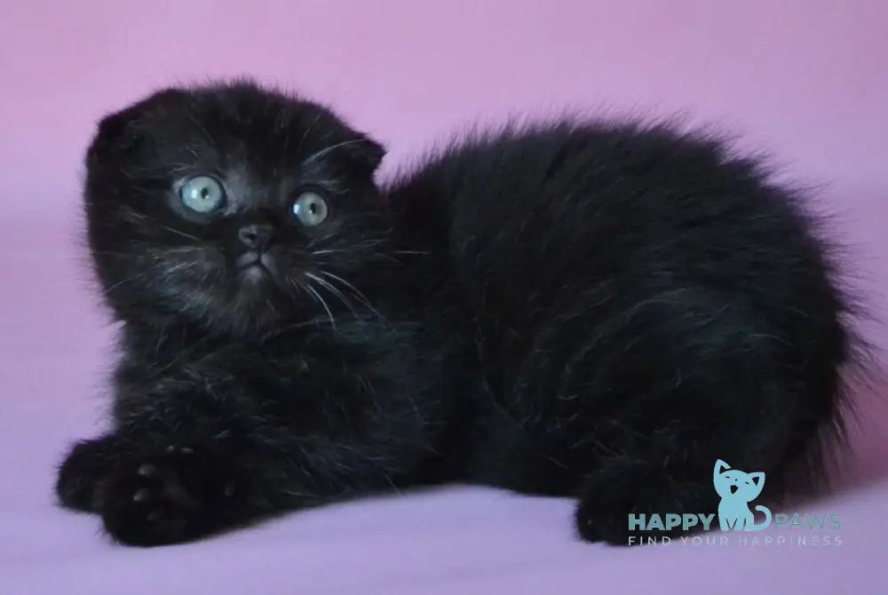 Mikola Scottish Fold male black live animals
