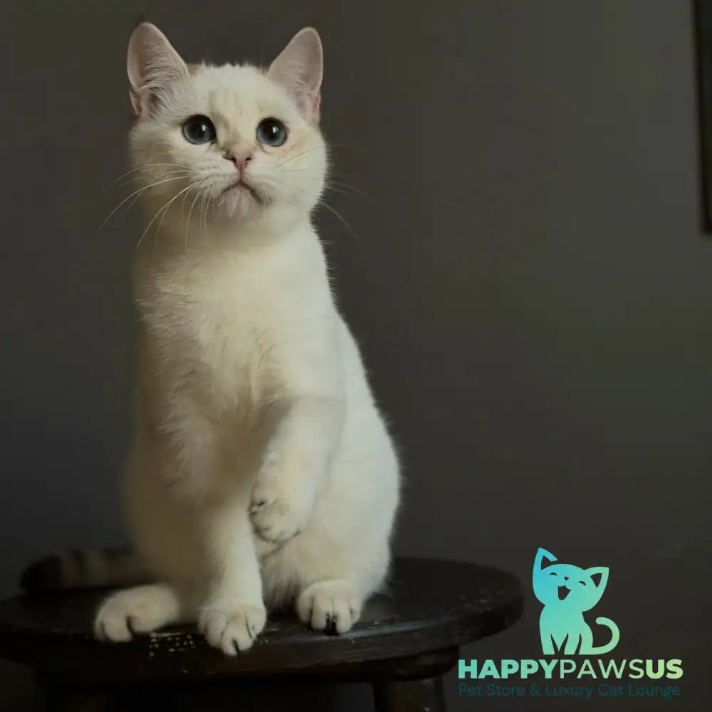 Mila British Shorthair female black golden shaded pointed