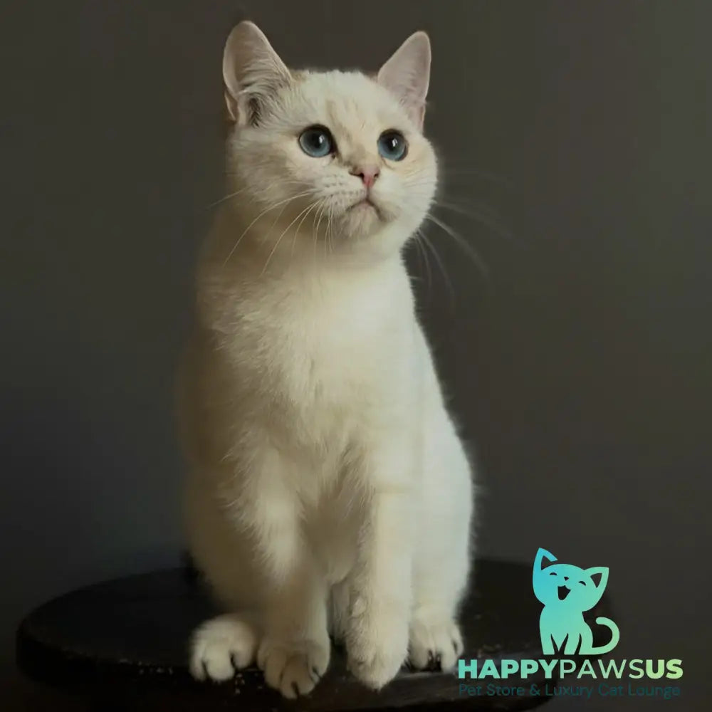 Mila British Shorthair female black golden shaded pointed