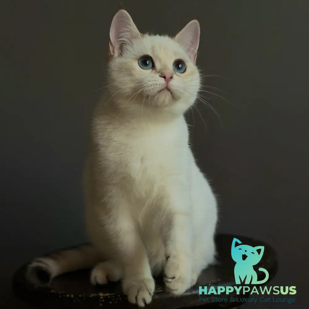 Mila British Shorthair female black golden shaded pointed
