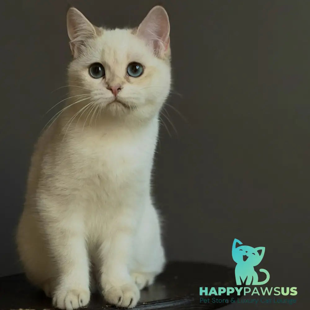 Mila British Shorthair female black golden shaded pointed