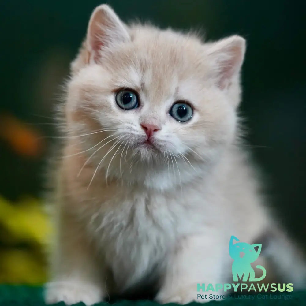 Mila British Shorthair female blue golden chinchilla - live animals