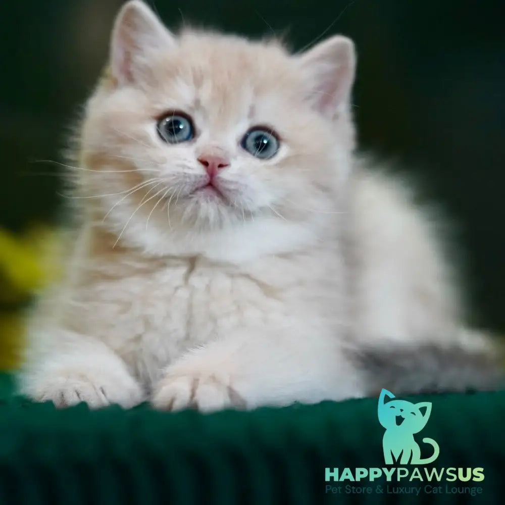 Mila British Shorthair female blue golden chinchilla - live animals