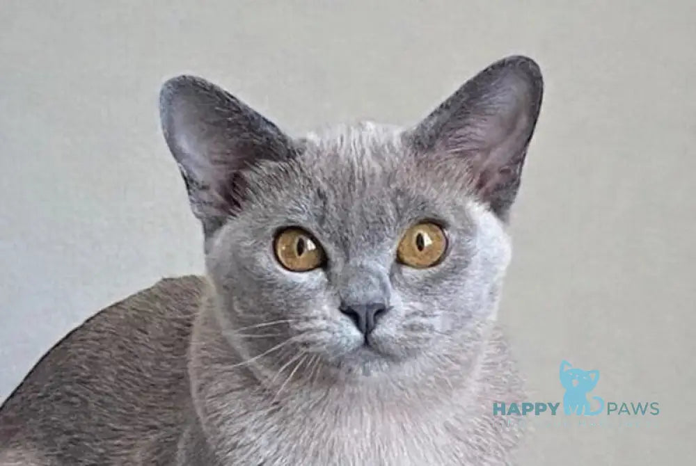 Mila Burmese female blue live animals